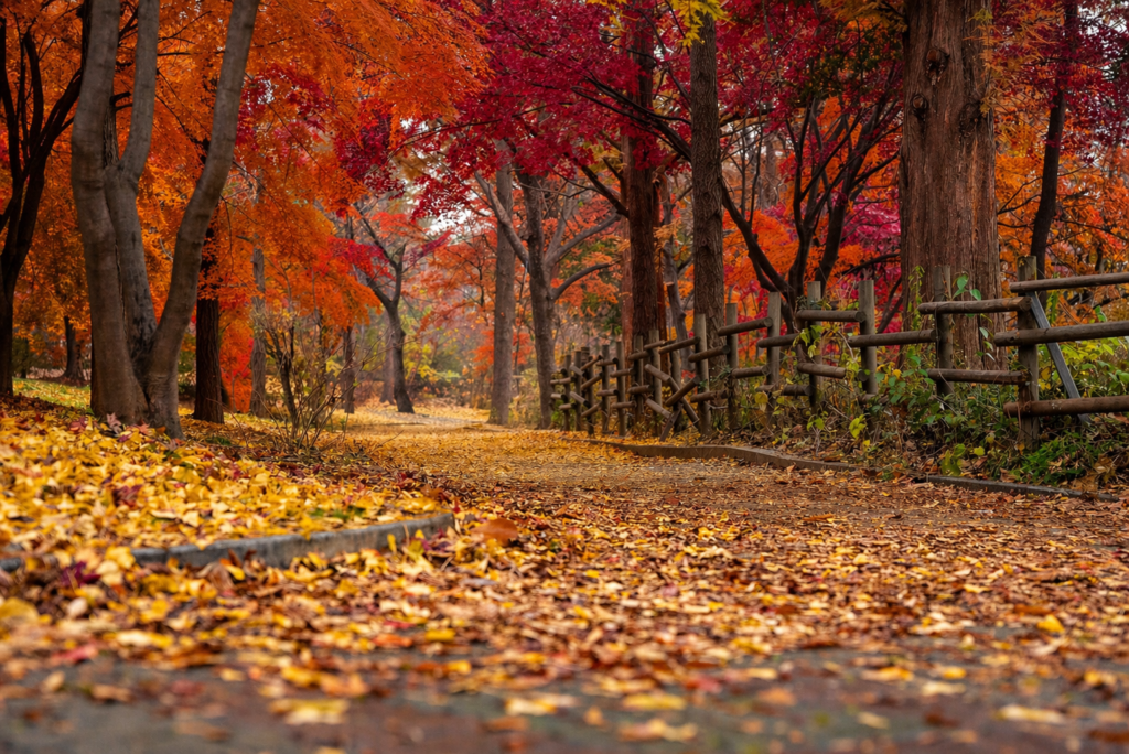 japenese maple trees with red autumn leaves in a park