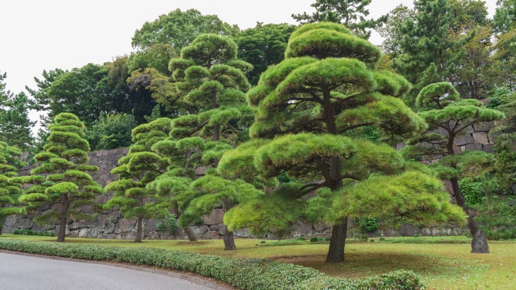 Japenese maple trees with red foliage in a landscaped garden with pine trees