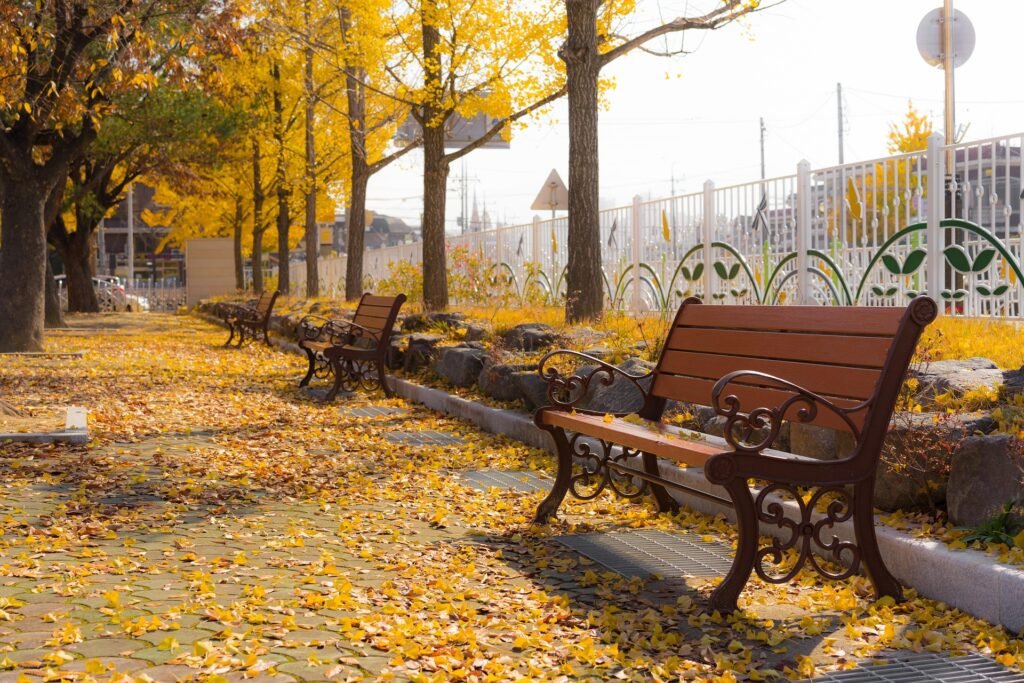 Japenese maple tree with bright red autumn leaves beside a traditional house