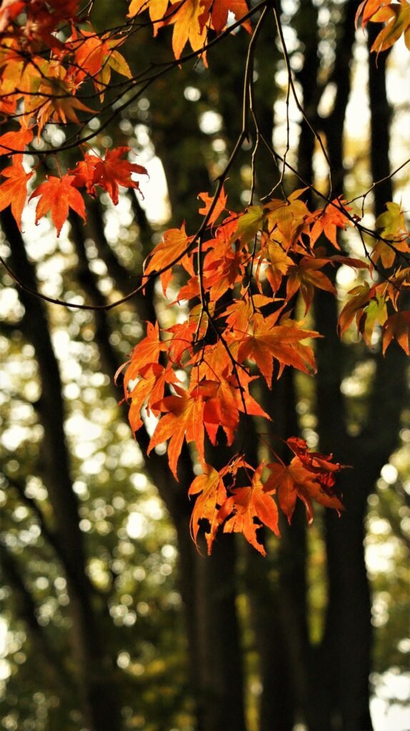 Japenese maple tree with bright red leaves in autumn garden landscape
