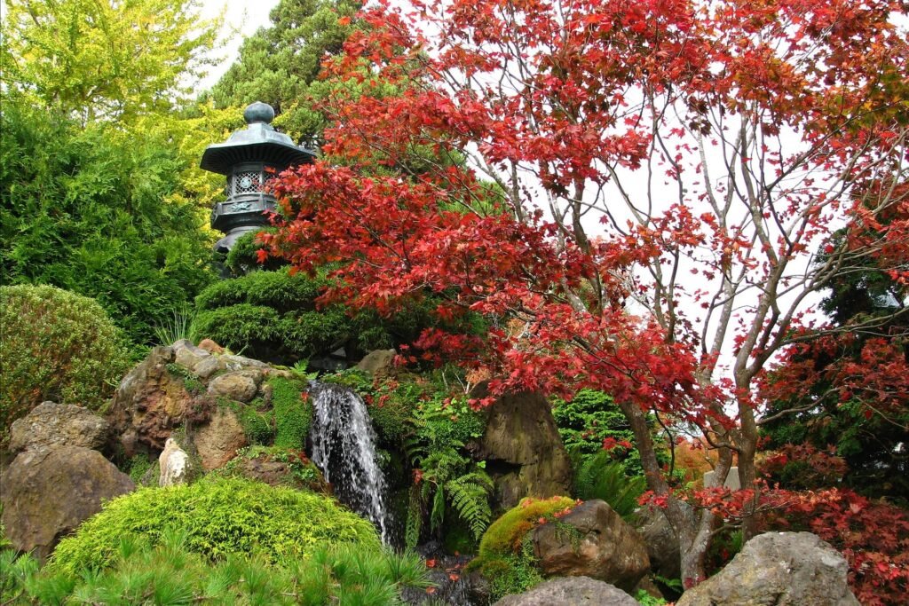 Japenese maple tree with red foliage near a traditional Japanese house and garden