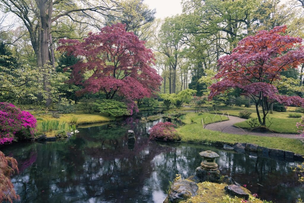 Japenese maple tree with rich red leaves in a landscaped garden setting