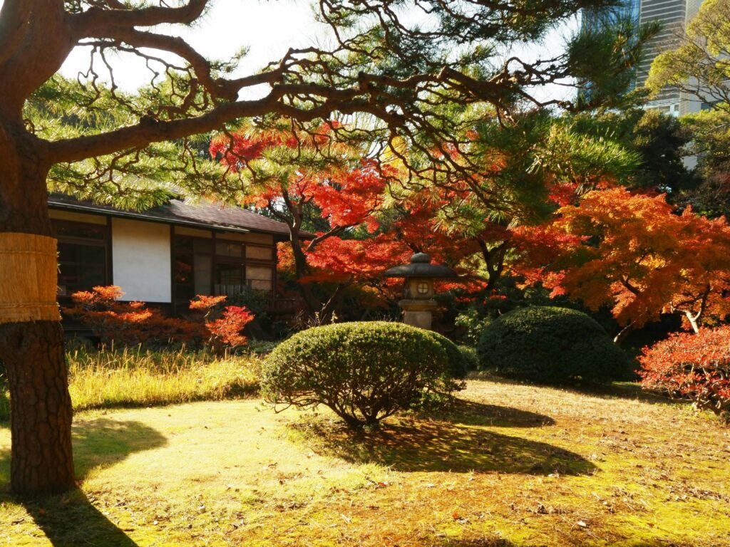 Japenese maple trees with red foliage in a traditional garden with stone lantern and wooden house