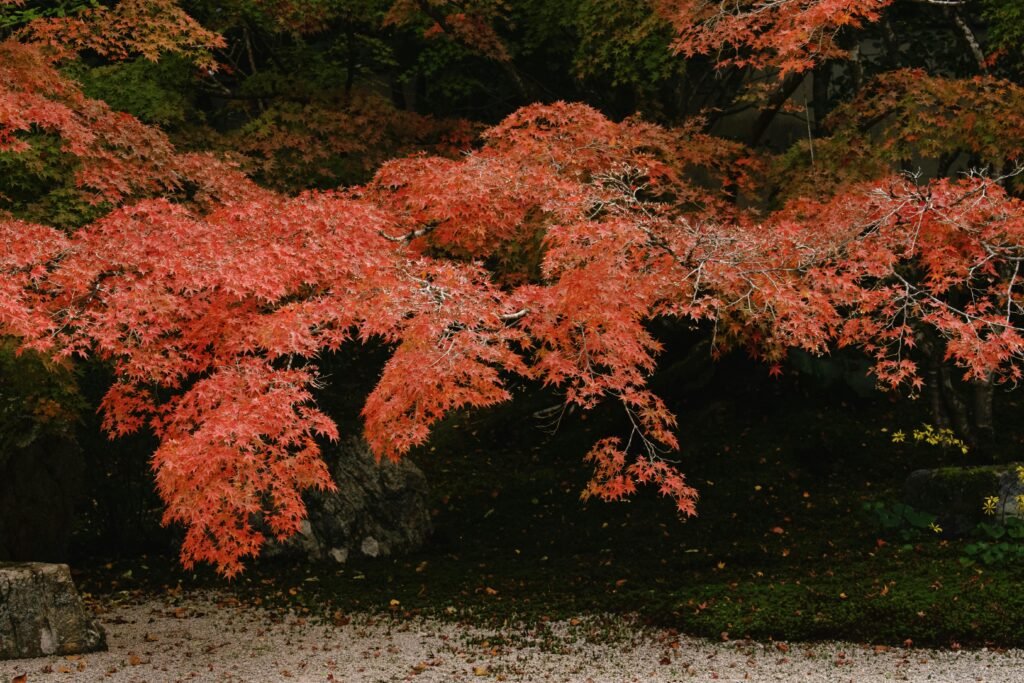 Japenese maple tree with red leaves in a landscaped garden with natural light