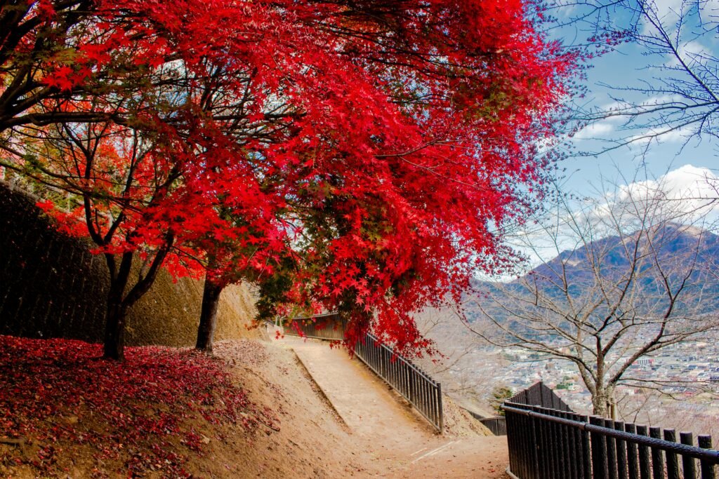 Japenese maple tree with vibrant red leaves in a landscaped garden under soft light