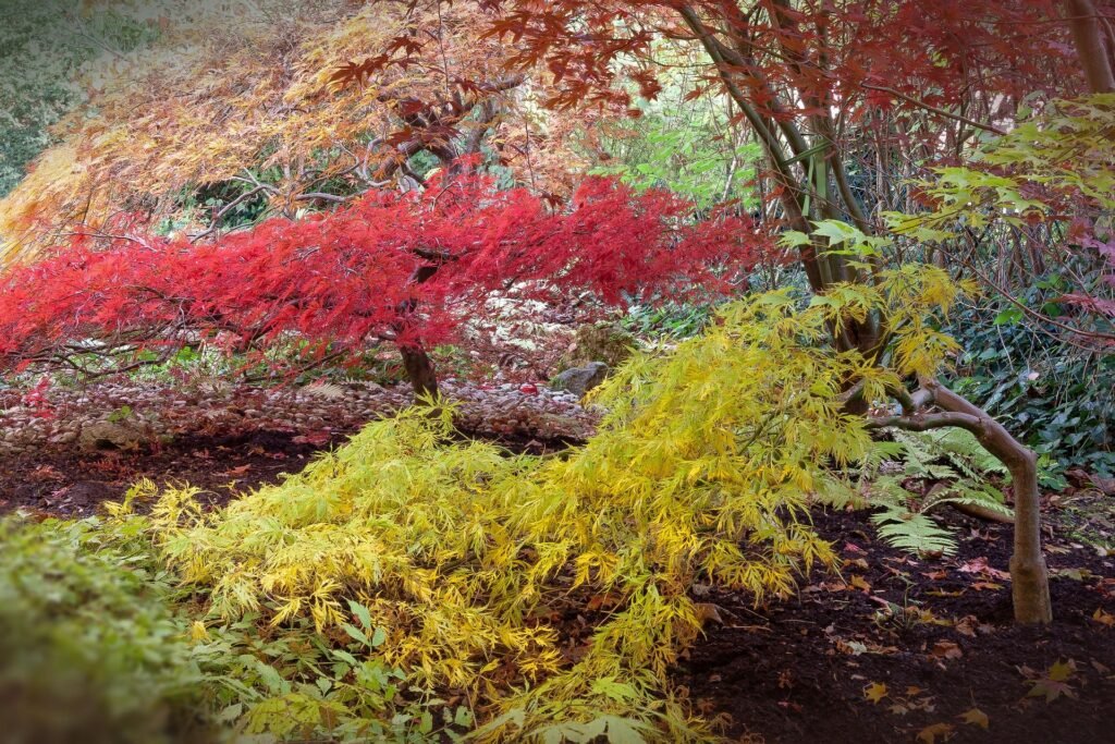 Japenese maple tree with vibrant red leaves in a calm garden landscape