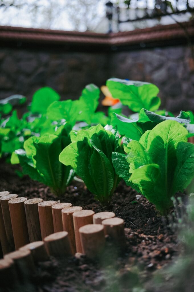 Raised vegetable beds surrounded by mulch, shrubs, and garden pathways in a backyard designed with low maintenance backyard ideas without grass.