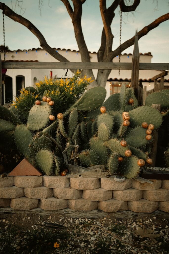 Low maintenance backyard ideas without grass featuring a succulent and cactus garden with gravel landscaping, stone accents, and drought-tolerant plants arranged in a modern outdoor space.